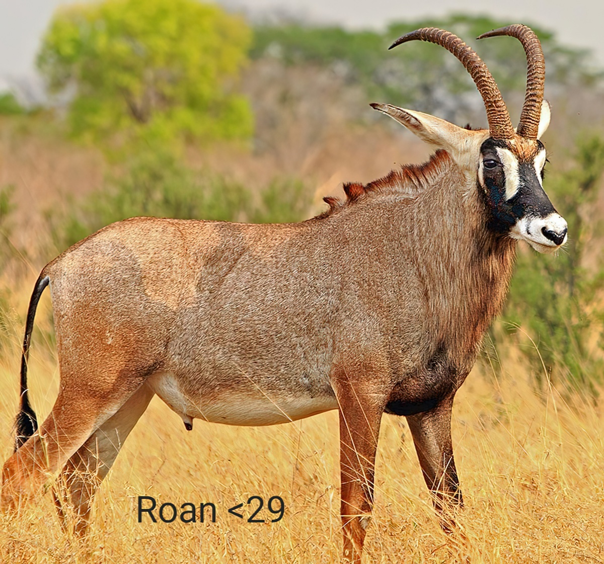 Hunt #5370 - South Africa Sable and roan Hunt - Quality Hunts