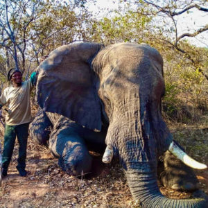 Namibia Trophy Elephant Safari Hunt - Hunt #5416 - Quality Hunts