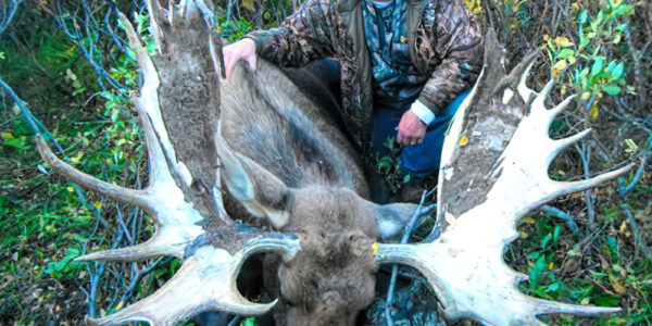 British Columbia Moose Hunt - Hunt #5562